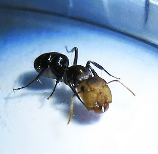 Major worker of Camponotus bedoti