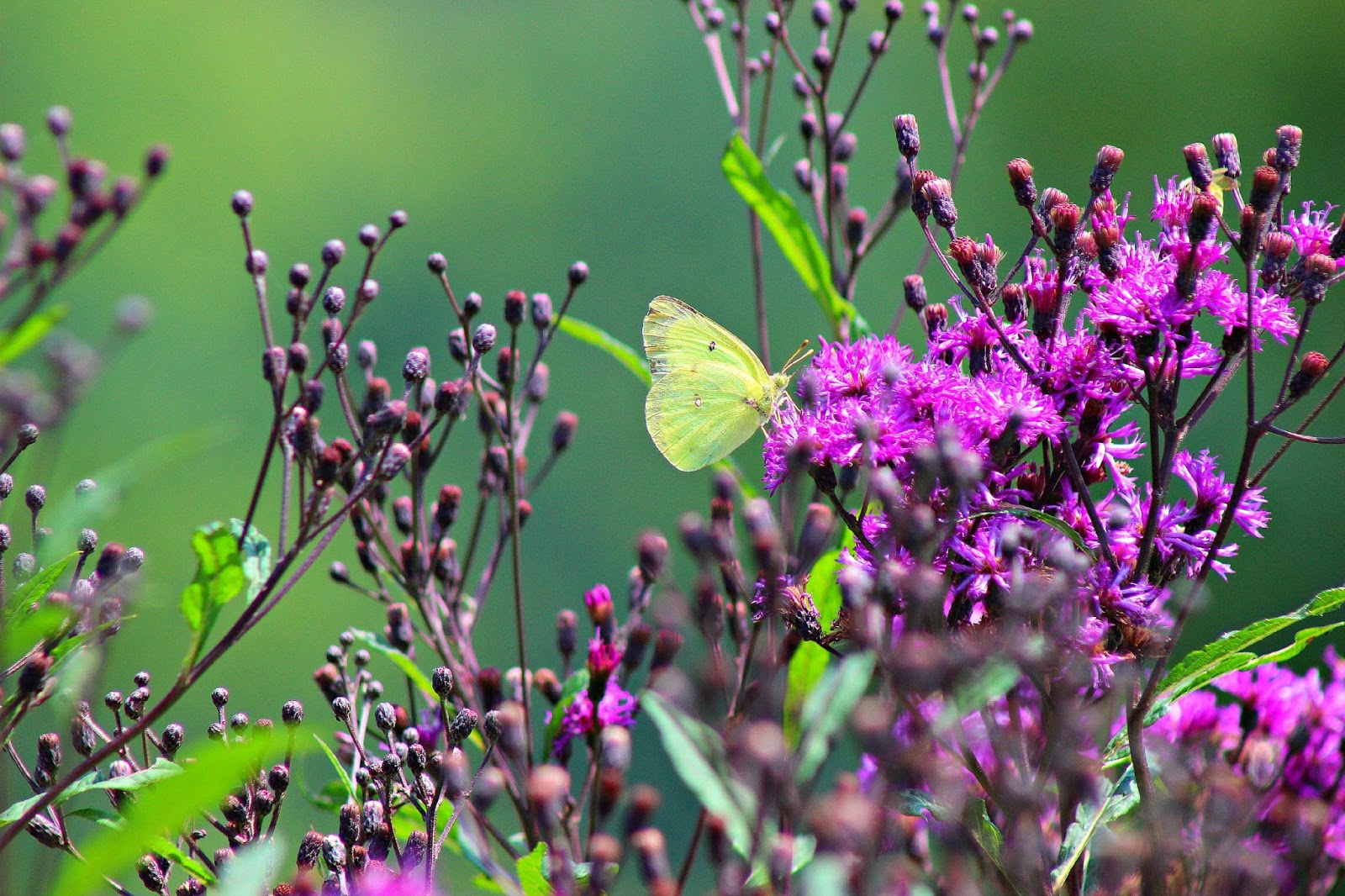 Yellow Cabbage Butterfly