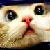 Never Too Late: if you missed the IPKat Last Week!