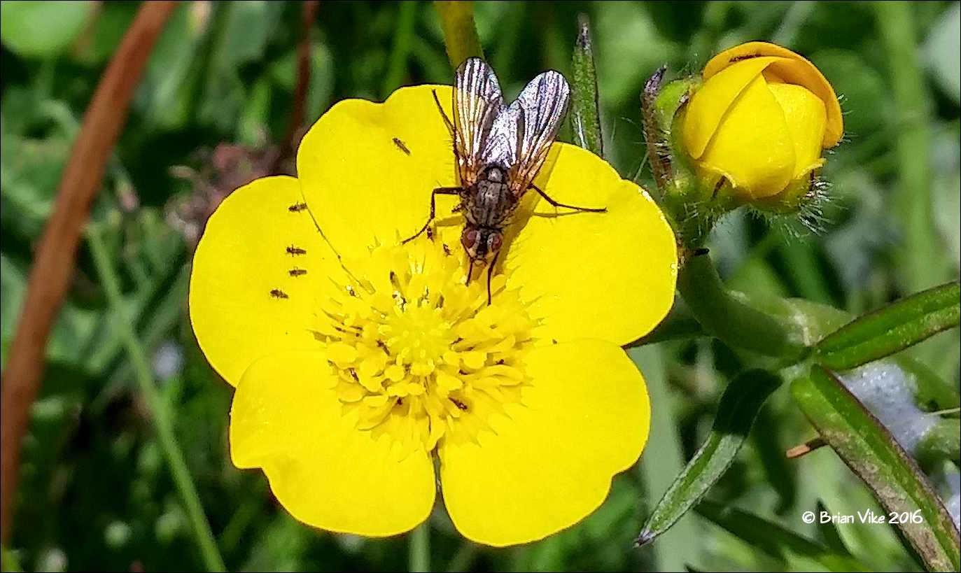 Northern Interior British Columbia Wild Flowers In The Back Field