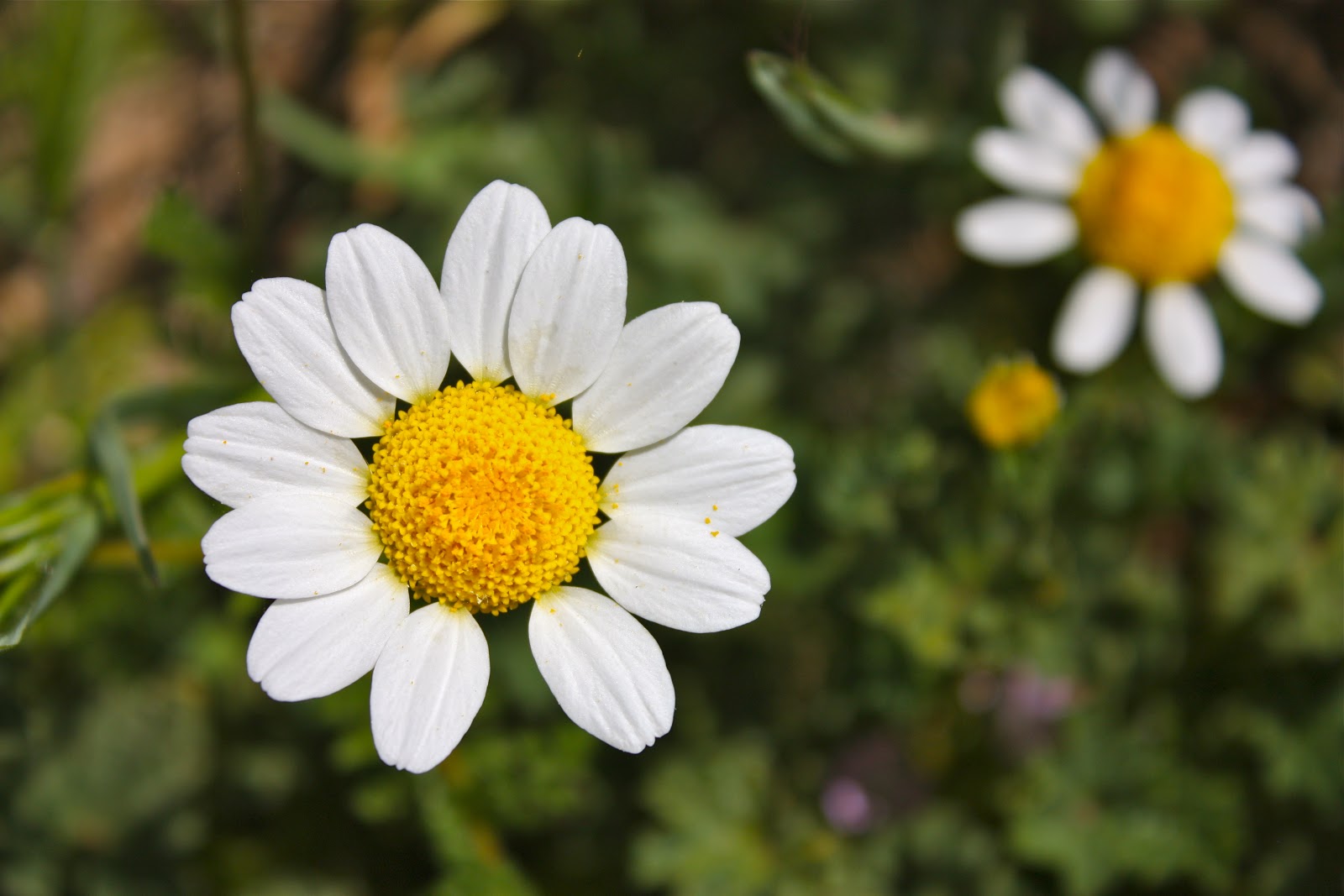 Una mirada, una impresión Deshojar la margarita..."Me quiere, no me
