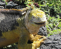 Iguana Sante Fe Island, Galapagos Islands, Ecuador