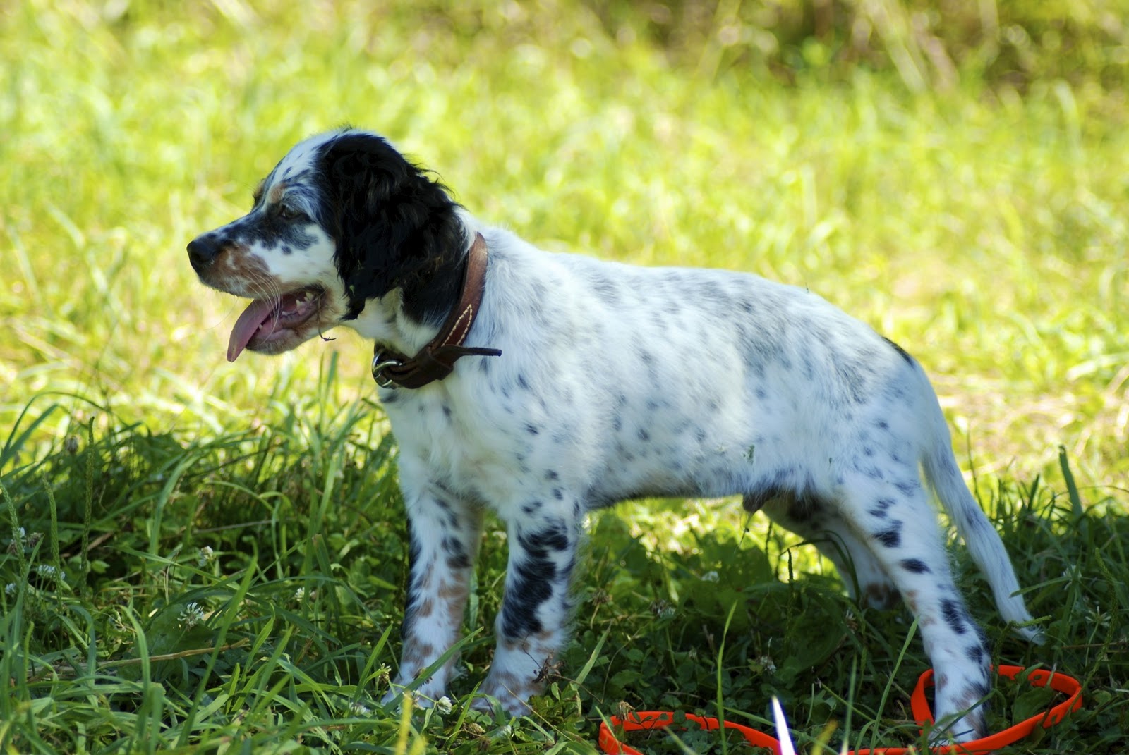 Adventures of a GSP Hunting Dog Choosing a Hunting Dog Breeder