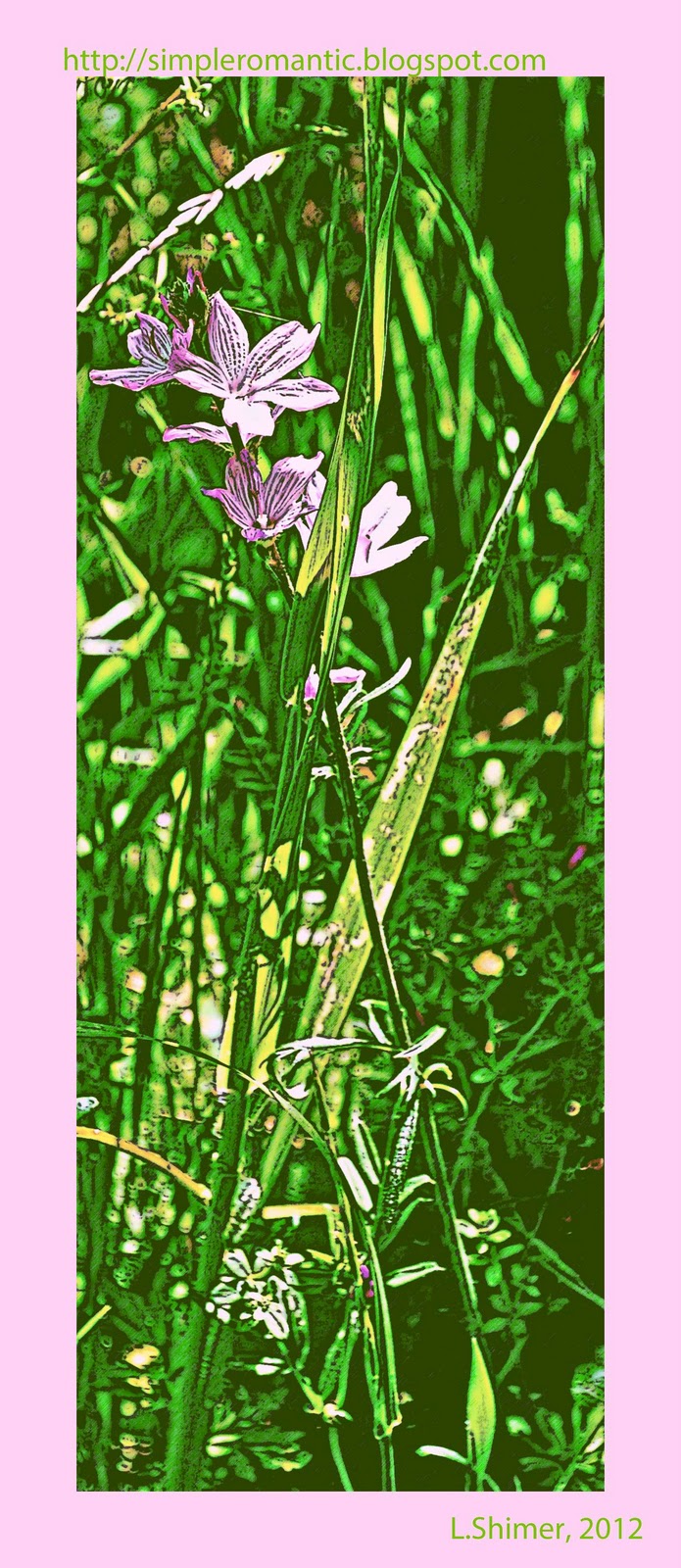 Hiking Edgewood Checker Mallow