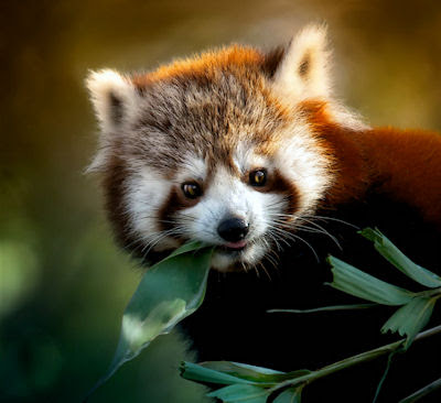 Un lindo animalito muy peludo llamado Firefox
