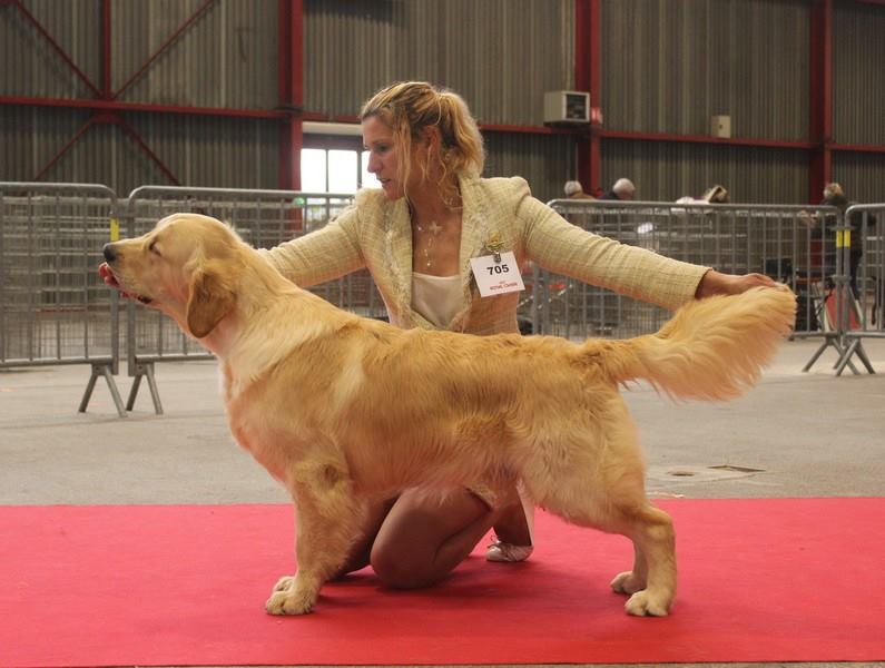 NonStop Golden Retriever Kennel