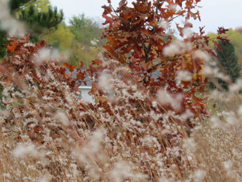 autumn color