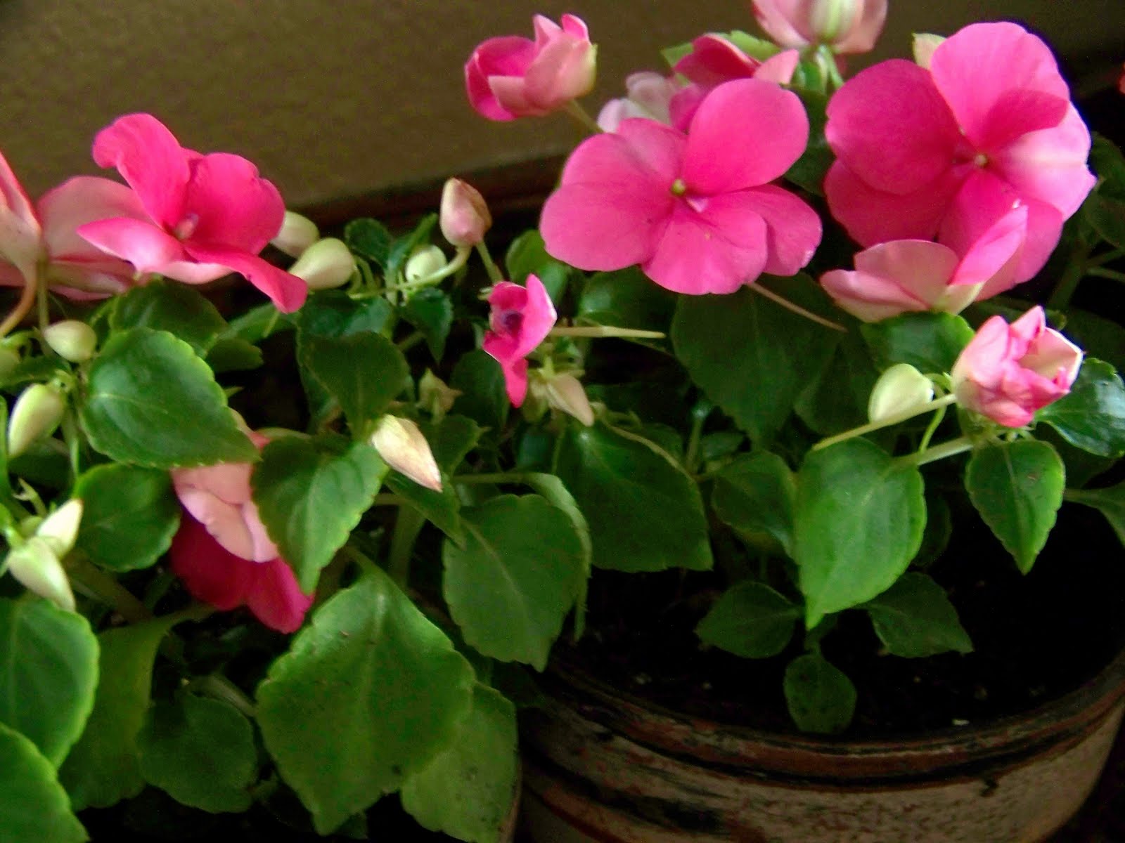 Organized & Clean Design Easiest Flowers to grow indoors