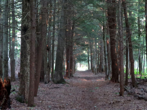 trail