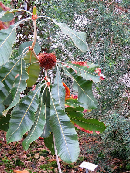 Banksja (Banksia robur)