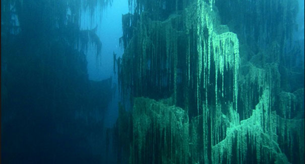 Higher Perspective: Divers Discover 52,000 Year Old Cypress Forest ...