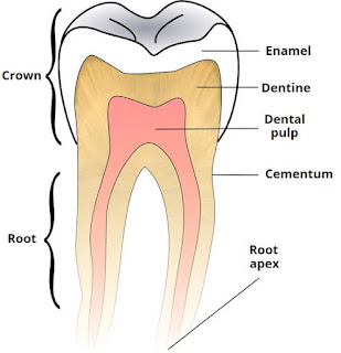 Structure of teeth diagram