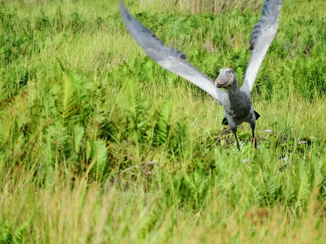 Shoebill flying in Mabamba Swamp near Entebbe, Uganda