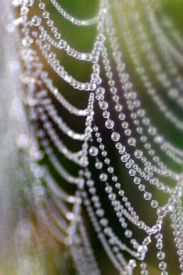 How to Photographs a Spider's Web - Tips for Photographing Spider Webs