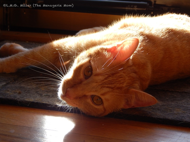 The Specials: Paralyzed Cat Rescuing and adopting a paralyzed cat
