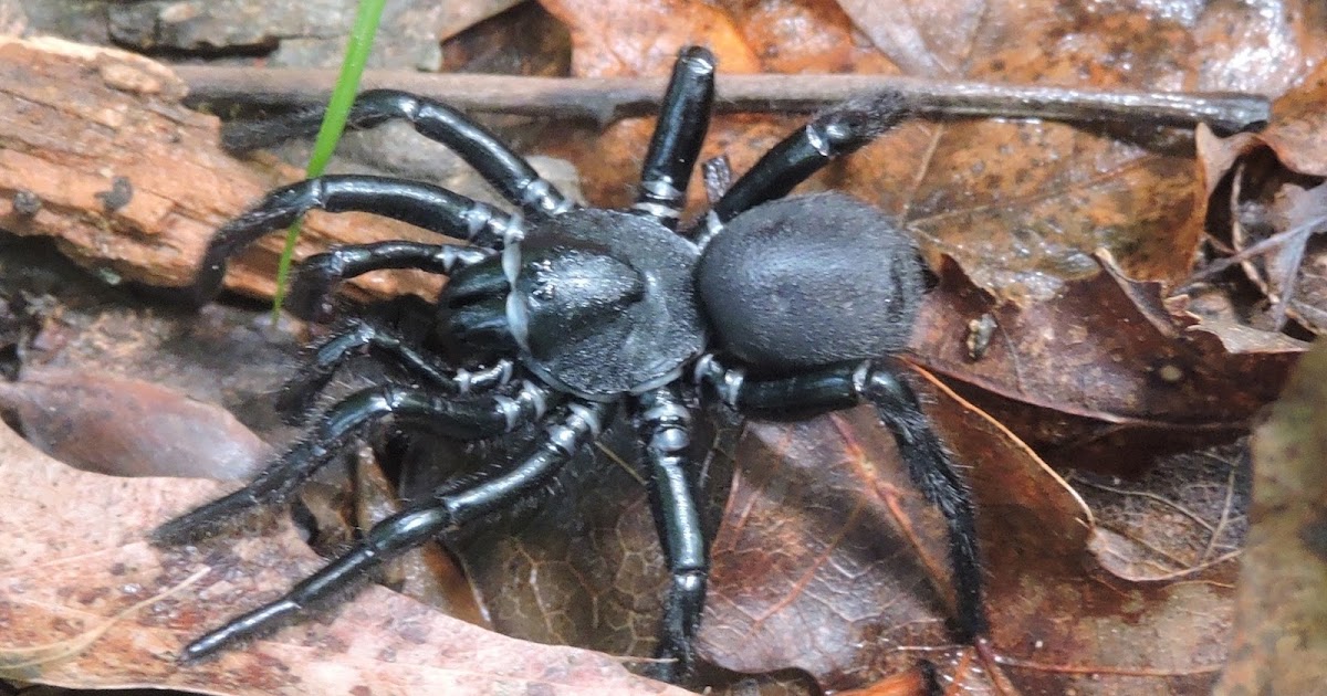 Springfield Plateau Trapdoor Spider