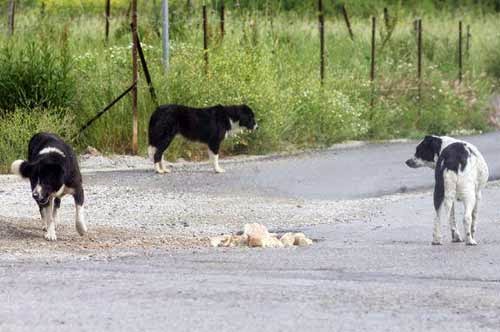  Ξεφορτώνουν αδέσποτα σκυλιά τα βράδια σε περιοχές του Δήμου Καστοριάς!
