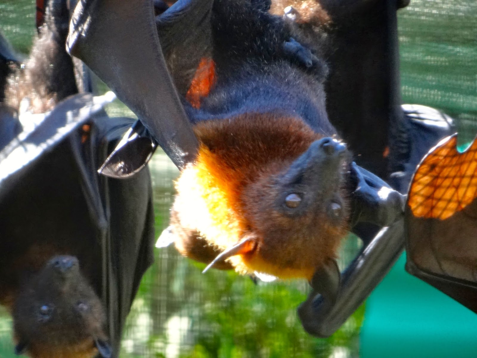 Pitbulls & Paints Lubee Bat Conservancy, Gainesville, FL