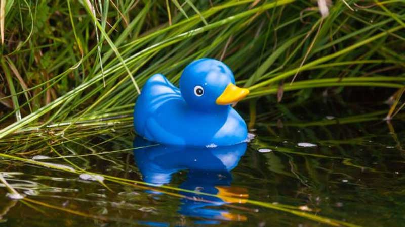 Nothing To Do With Arbroath: Birdwatchers entertained by rubber duck guide