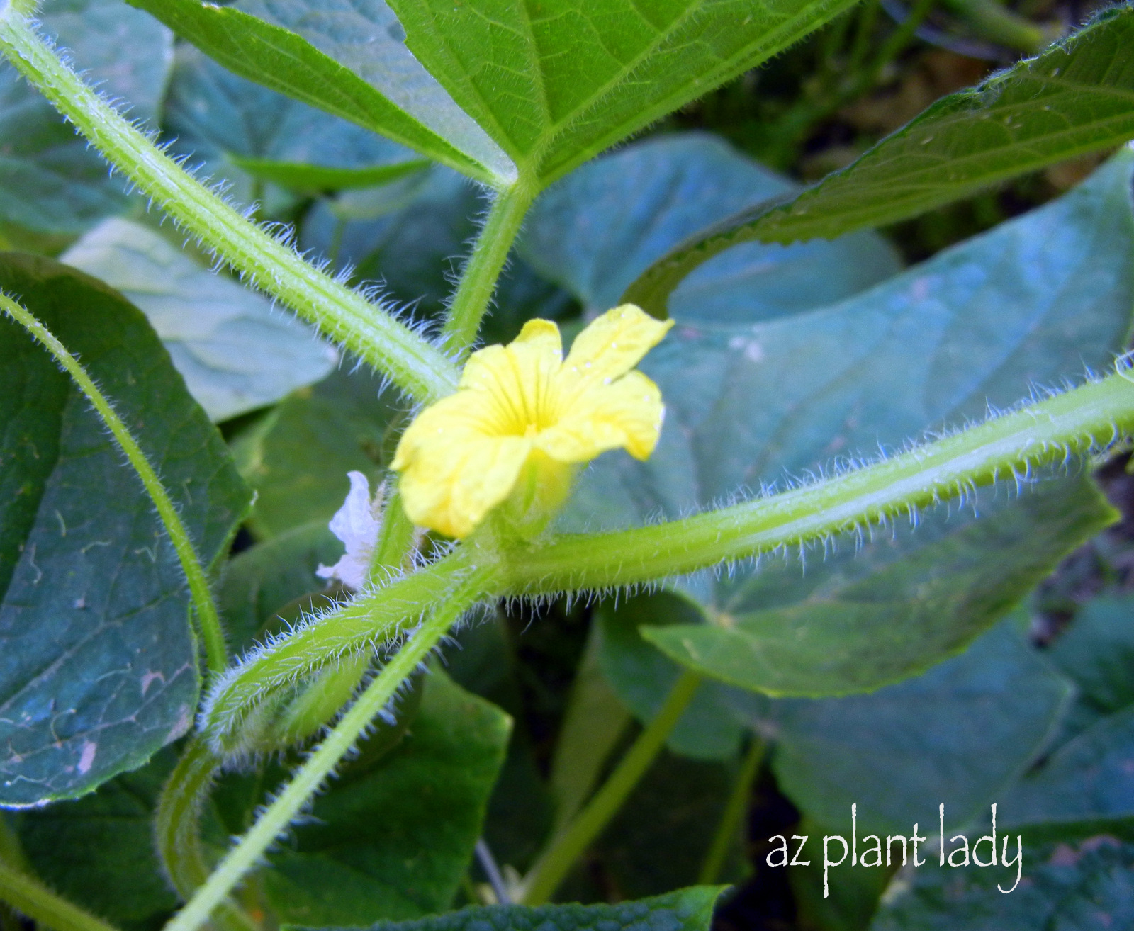 Hidden Treasure in the Vegetable Garden Ramblings from a Desert Garden