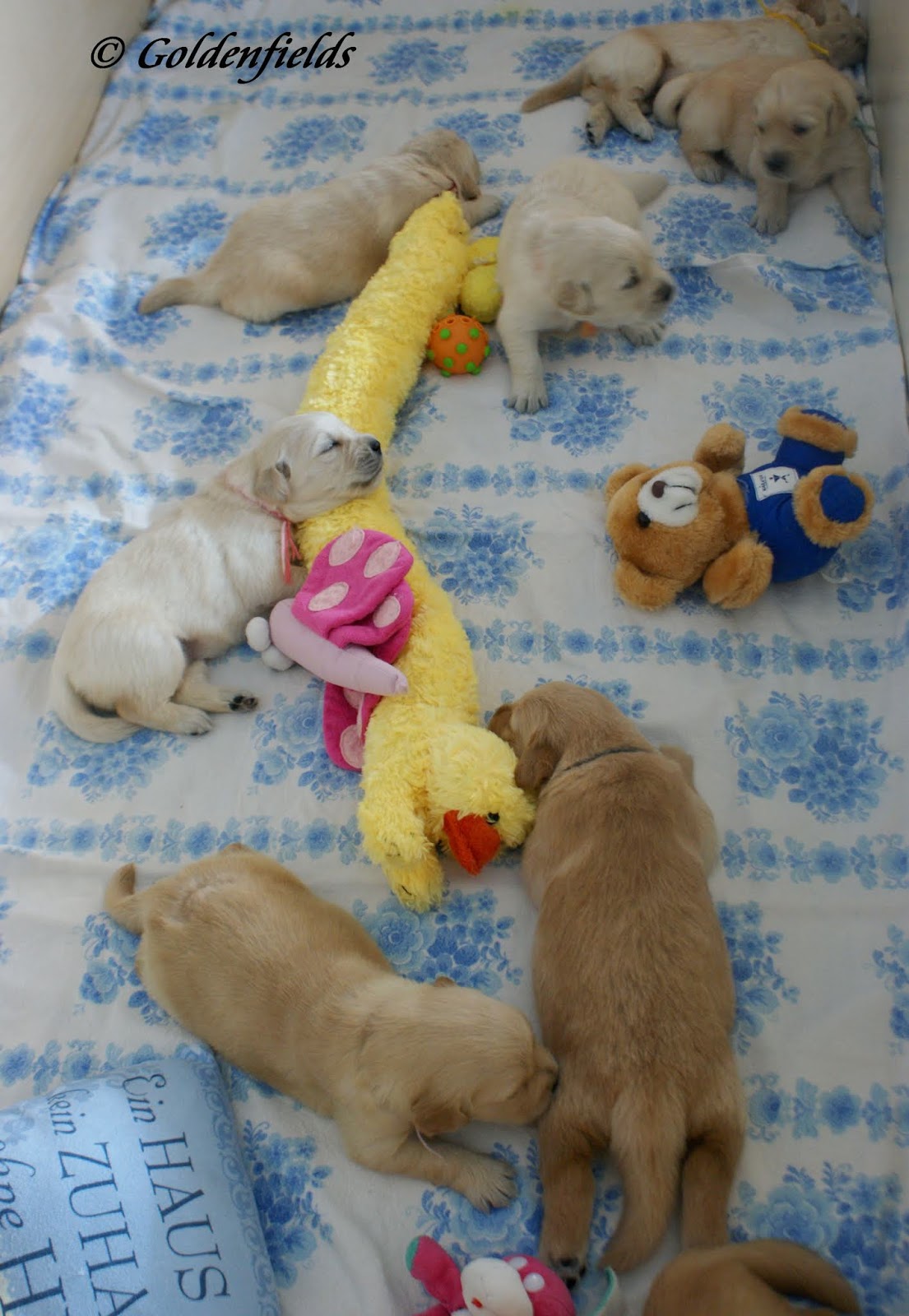 Goldwelpen Golden Retriever Welpen Familienzucht Wunderschone Golden Retriever Welpen Von Montana Mit 3 Wochen