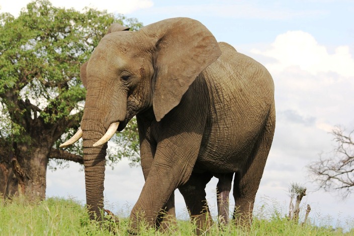 12 Sketsa Gambar Mewarnai Binatang Gajah Salah Satu Disukai Oleh