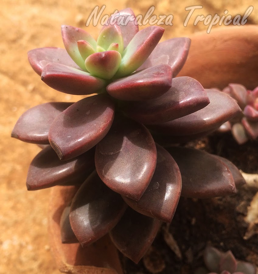 Vista lateral de la roseta de la planta Crepúsculo, x Graptosedum Vera Higgins