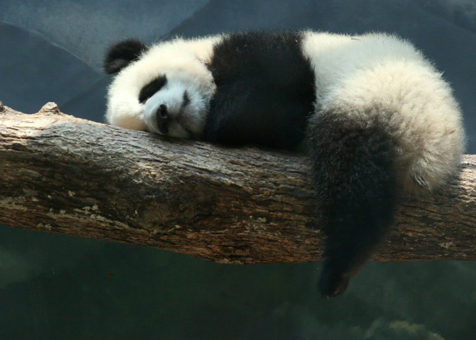 木の枝に寝そべっている生後六ヵ月の赤ちゃんパンダ