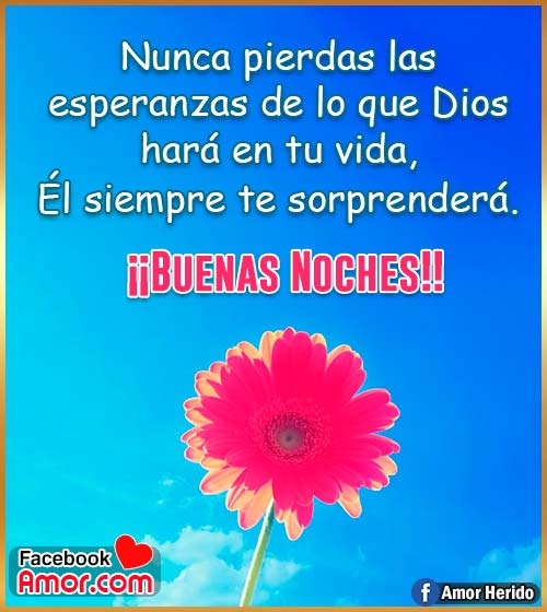 hermosa flor de buenas noches hermosa flor de buenas noches
