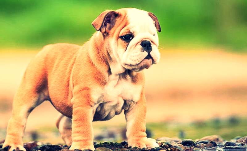 Evinizde Besleyebileceğiniz Sevimli 8 Köpek Türü https://www.listeblogu.com/2019/01/evinizde-besleyebileceginiz-sevimli-8.html