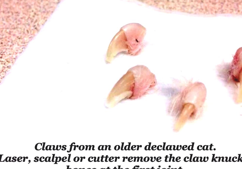Onychectomy Declaw Cat