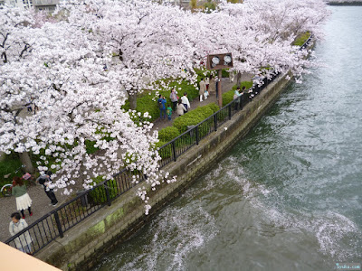 桜の花びら 桜の花びら