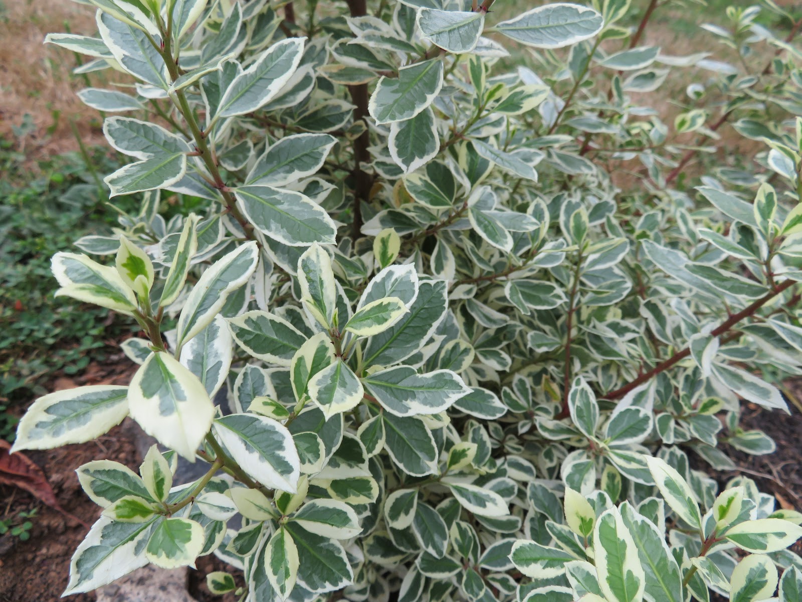 Hortensis