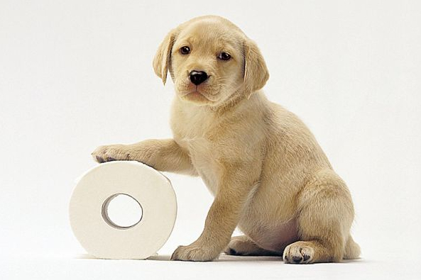 Dog UTI Home Remedy Dog UTI Home Remedy