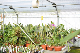 , Visita alle serre di Giulio Celandroni, diarid'orchidee