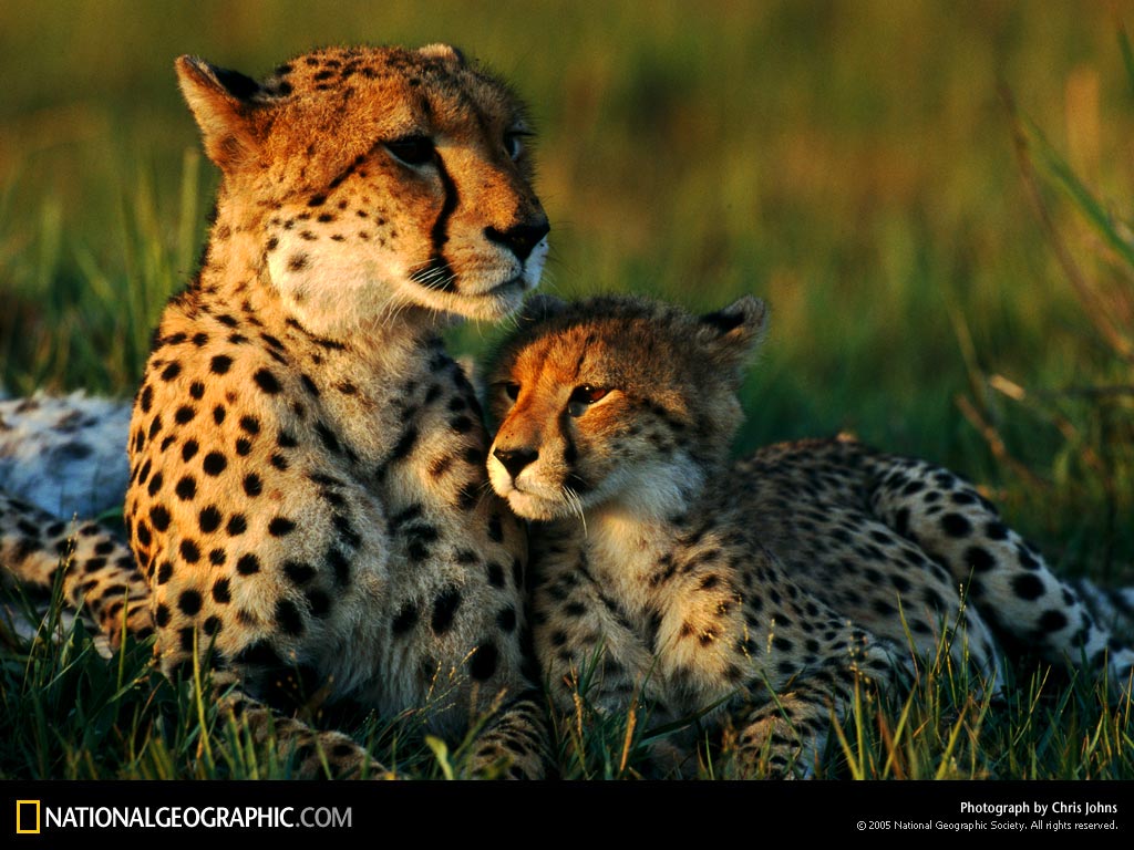 Photography Moments Animal Mother and Baby 4 National