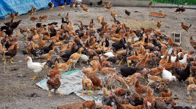 Ayam Kate: Rasa Lezat dan Manfaat Kesehatan yang Harus Anda Ketahui