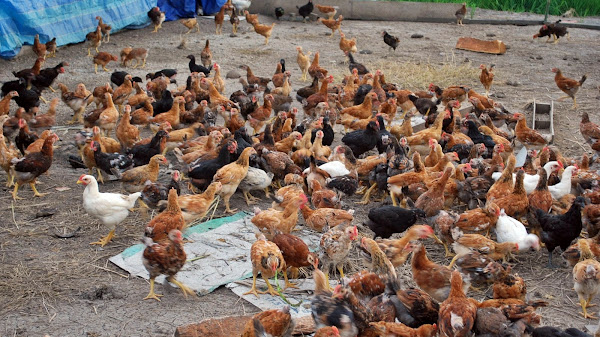 Ayam Kate: Rasa Lezat dan Manfaat Kesehatan yang Harus Anda Ketahui