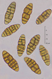 Camarosporidiella laburni