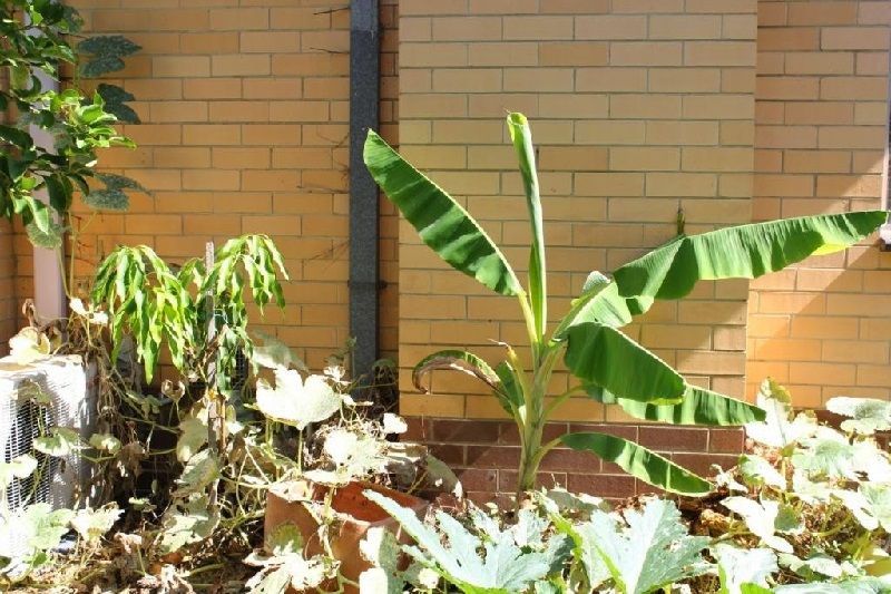 Jenis Pohon Pisang Pendek Dwarf ‘Lady Finger’ Gambar Jenis Pohon Pisang Pendek Dwarf ‘Lady Finger’