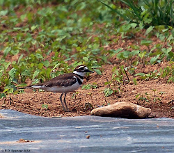 killdeer bird gourds flying soil poking bugs around