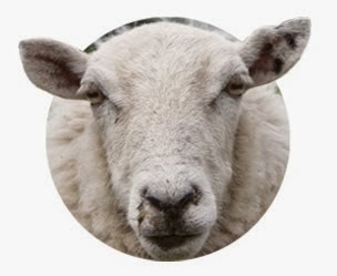 He apadrinado una oveja de WAK