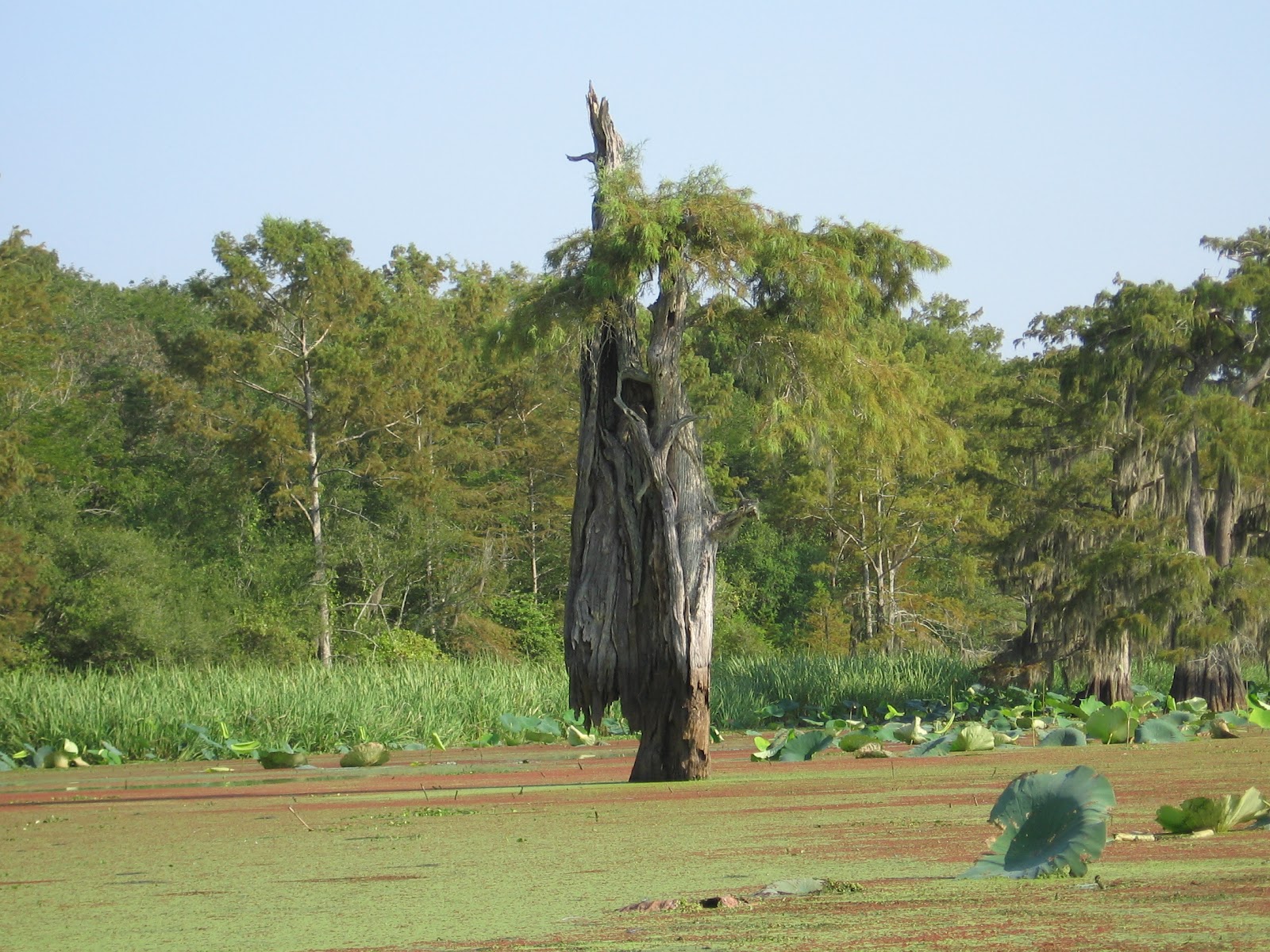 Through Sweetpea's Lens Spring Bayou "Grand Lac" and Lake Chicot