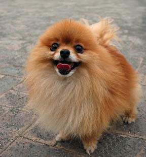 pomeranian.jpg