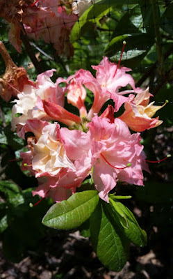 Mucknmire Deciduous Azaleas Mountain Azaleas Exbury Hybrids