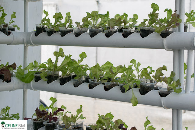 hydroponics clsu hydroponics farm in the philippines