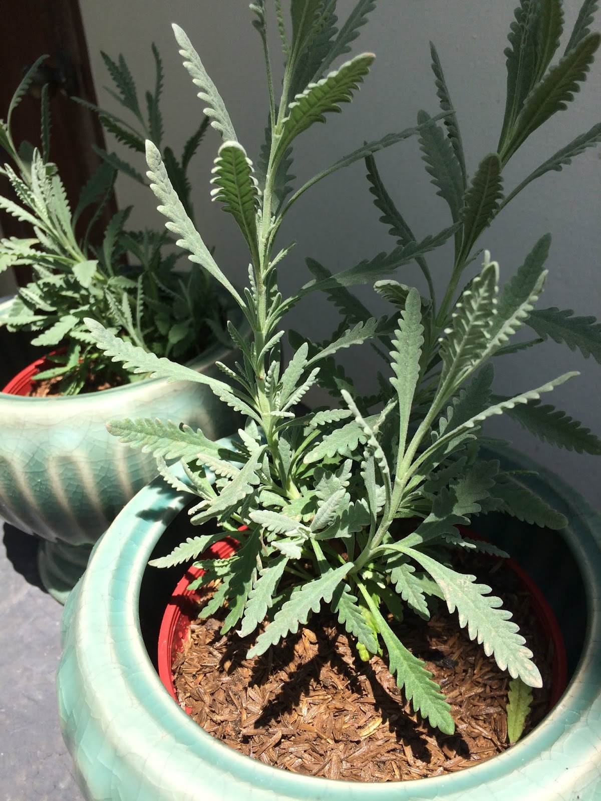 Joy Posadas writes... How to grow lavender in the Philippines