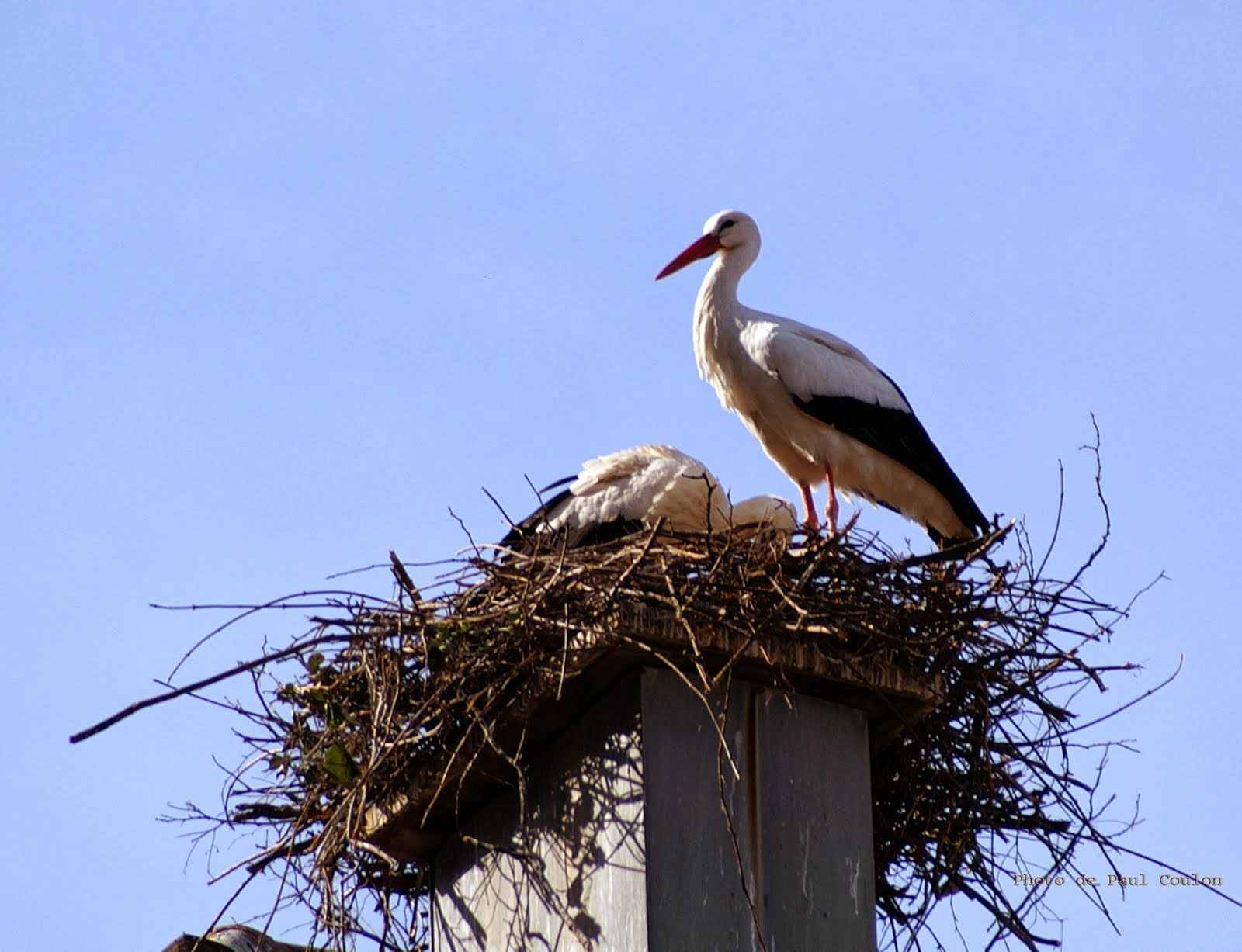 A rebours Migrations des cigognes blanches au Maroc Les cigognes ne font plus le printemps A rebours Migrations des cigognes blanches au Maroc Les cigognes ne font plus le printemps