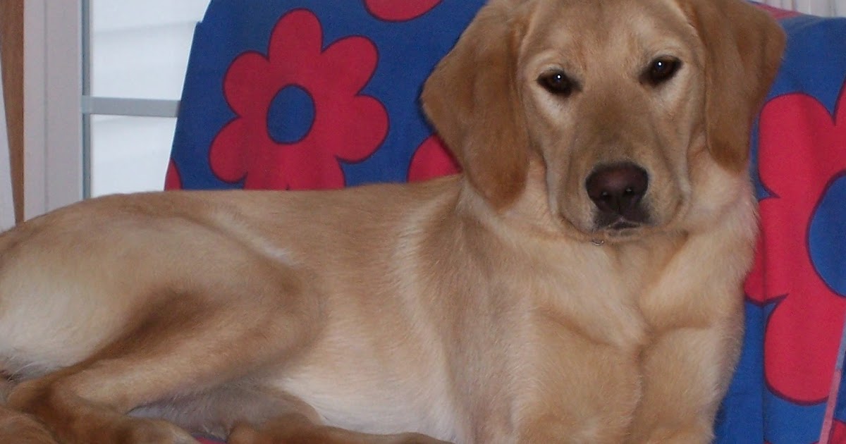 Kidney Disease Supplements Help Beautiful Labrador Pippi Feel Better