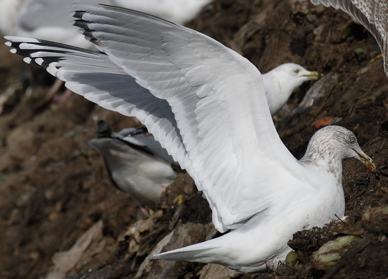 PeregrinePrints not dot com Blog Occurrence and ID of Hybrid Gulls